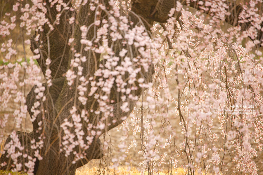 2021-03-30_棚倉町-花園のしだれ桜-IMG_0115_72dpi_LRC