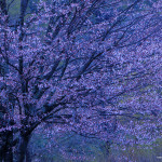 2021-05-04_裏磐梯-桧原の一本桜-IMG_2915_72dpi_LRC