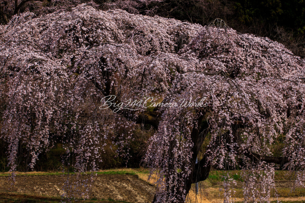 花園のしだれ桜
