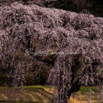 花園のしだれ桜